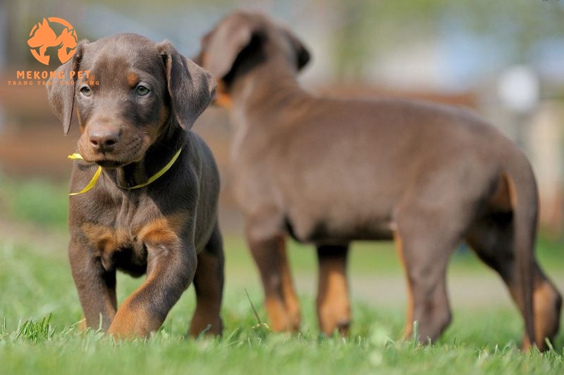 Bán chó doberman con thuần chủng 2-3 tháng tuổi